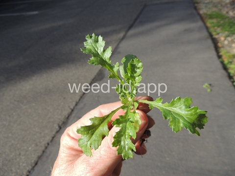 groundsel, common